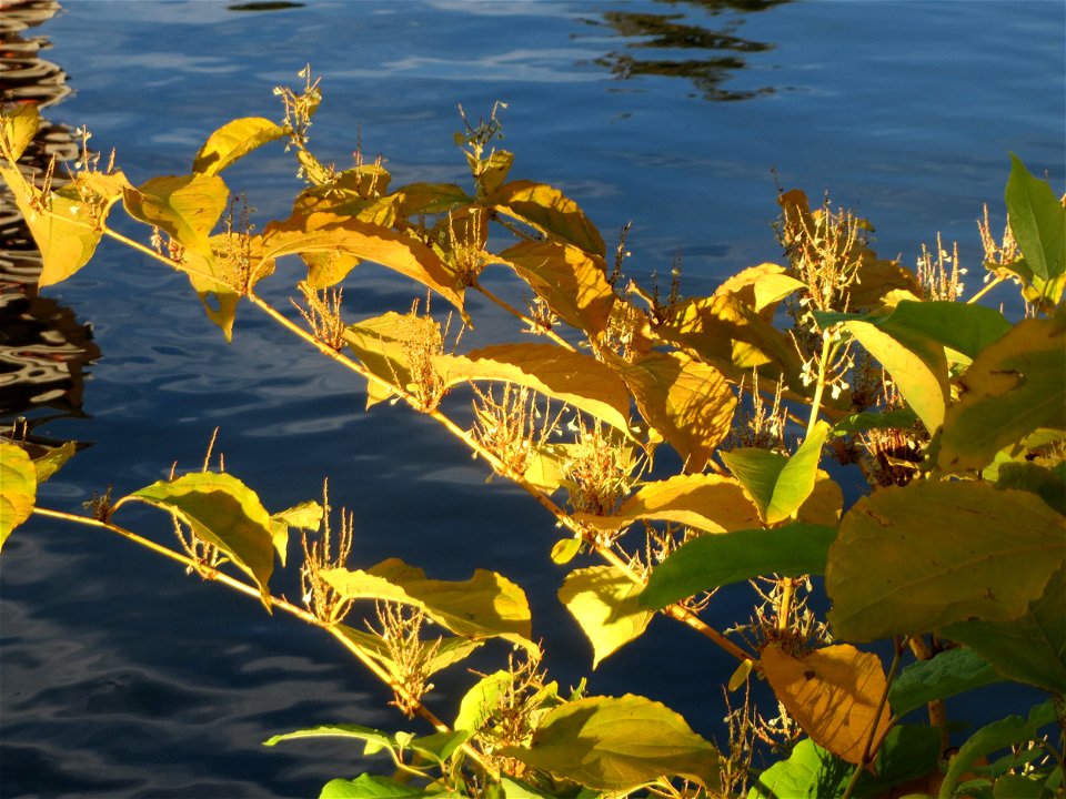 Japanischer Staudenknöterich oder Kamtschatka-Knöterich (Reynoutria japonica) an der Saar in Saarbrücken
