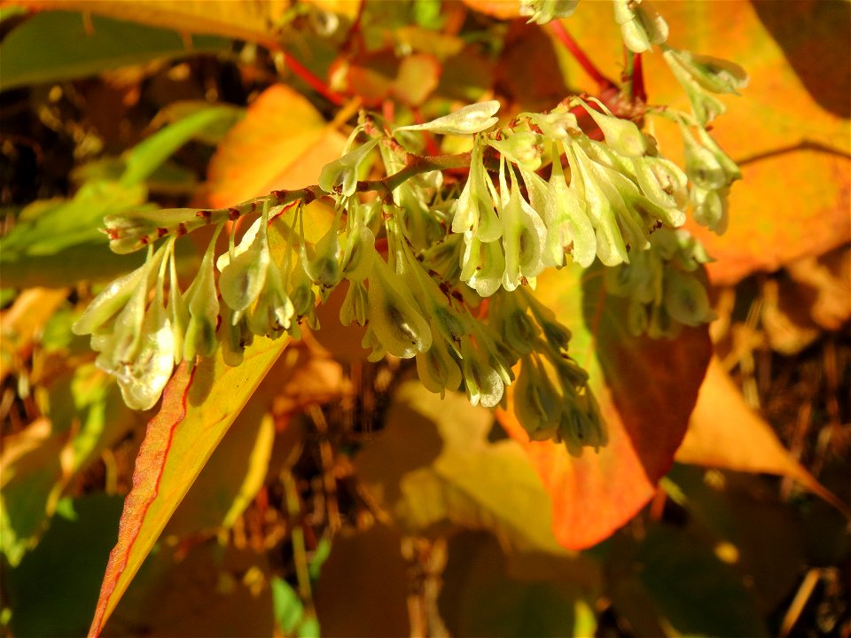 Japanischer Staudenknöterich oder Kamtschatka-Knöterich (Reynoutria japonica) im Almet bei Sankt Arnual