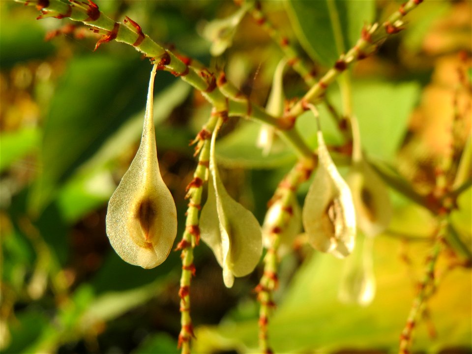 Japanischer Staudenknöterich oder Kamtschatka-Knöterich (Reynoutria japonica) im Almet bei Sankt Arnual