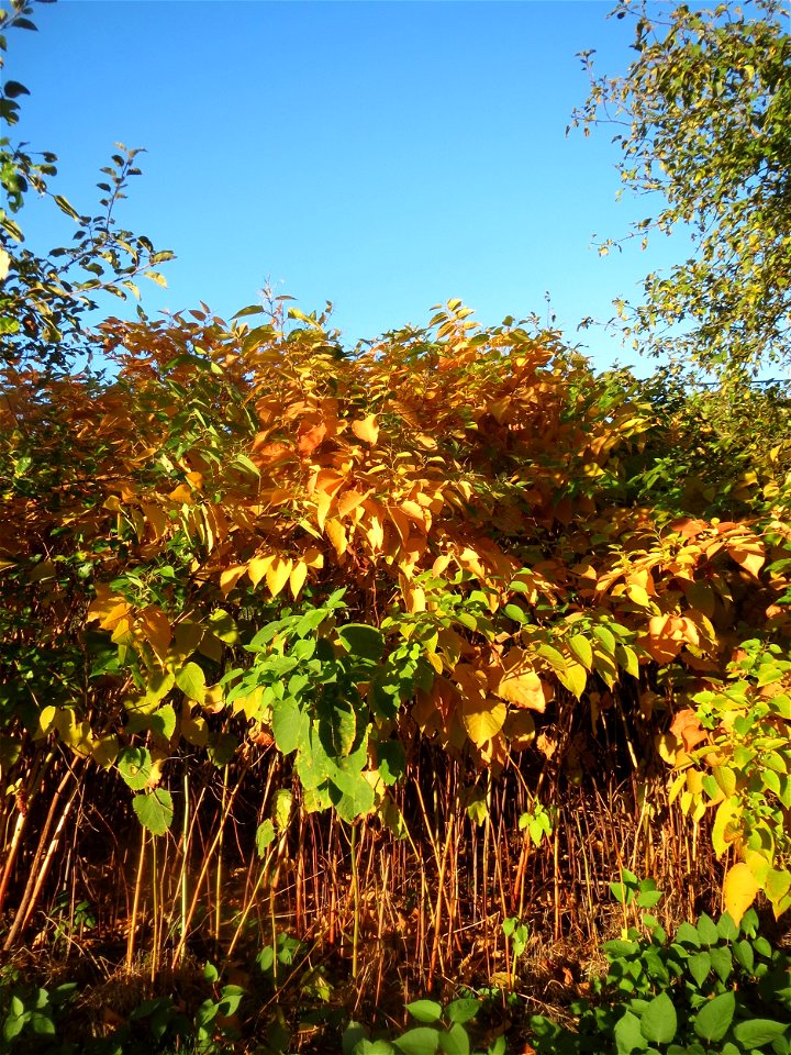 Japanischer Staudenknöterich oder Kamtschatka-Knöterich (Reynoutria japonica) im Almet bei Sankt Arnual
