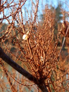 Bastard-Flügelknöterich oder Böhmischer Knöterich (Reynoutria × bohemica) an der Saar in Saarbrücken