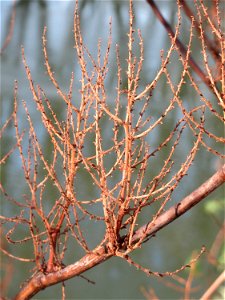 Bastard-Flügelknöterich oder Böhmischer Knöterich (Reynoutria × bohemica) an der Saar in Saarbrücken