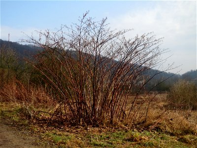 Bastard-Flügelknöterich oder Böhmischer Knöterich (Reynoutria × bohemica) im Naturschutzgebiet "St. Arnualer Wiesen"