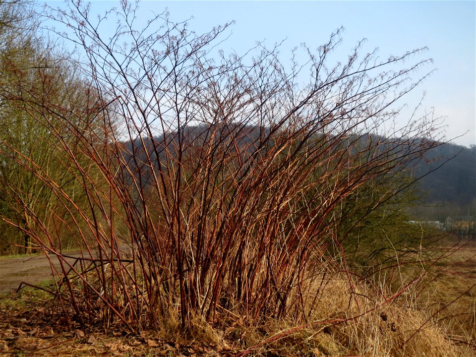 Bastard-Flügelknöterich oder Böhmischer Knöterich (Reynoutria × bohemica) im Naturschutzgebiet "St. Arnualer Wiesen"