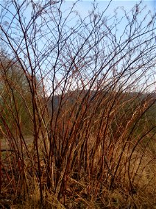 Bastard-Flügelknöterich oder Böhmischer Knöterich (Reynoutria × bohemica) im Naturschutzgebiet "St. Arnualer Wiesen"