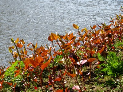 Bastard-Flügelknöterich oder Böhmischer Knöterich (Reynoutria × bohemica) an der Saar in Saarbrücken