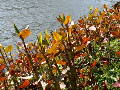 Bastard-Flügelknöterich oder Böhmischer Knöterich (Reynoutria × bohemica) an der Saar in Saarbrücken