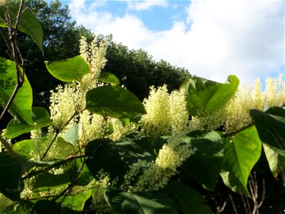 Bastard-Flügelknöterich oder Böhmischer Knöterich (Reynoutria × bohemica) an der Saar in Saarbrücken