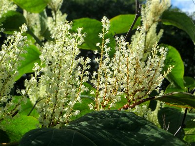 Bastard-Flügelknöterich oder Böhmischer Knöterich (Reynoutria × bohemica) an der Saar in Saarbrücken