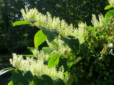 Bastard-Flügelknöterich oder Böhmischer Knöterich (Reynoutria × bohemica) an der Saar in Saarbrücken