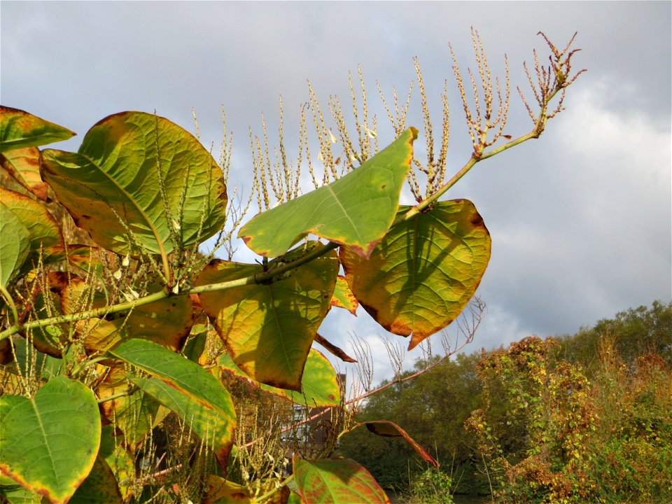 Bastard-Flügelknöterich oder Böhmischer Knöterich (Reynoutria × bohemica) an der Saar in Saarbrücken