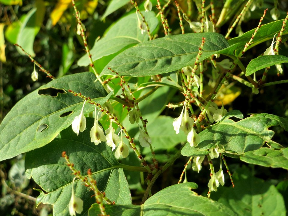 Japanischer Staudenknöterich oder Kamtschatka-Knöterich (Reynoutria japonica) im Dianenhain in Saarbrücken - eingeschleppt aus Asien