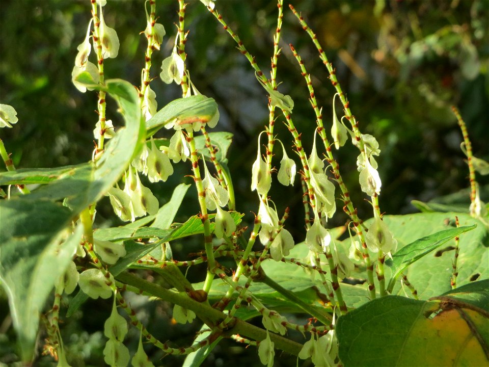 Japanischer Staudenknöterich oder Kamtschatka-Knöterich (Reynoutria japonica) im Dianenhain in Saarbrücken - eingeschleppt aus Asien