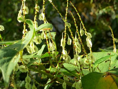 Japanischer Staudenknöterich oder Kamtschatka-Knöterich (Reynoutria japonica) im Dianenhain in Saarbrücken - eingeschleppt aus Asien