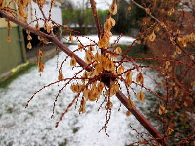 Wintereinbruch am 1. Dezember 2017 in Hockenheim: Japanischer Staudenknöterich oder Kamtschatka-Knöterich (Reynoutria japonica) am Kraichbach - eingeschleppt aus Ostasien