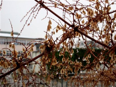 Wintereinbruch am 1. Dezember 2017 in Hockenheim: Japanischer Staudenknöterich oder Kamtschatka-Knöterich (Reynoutria japonica) am Kraichbach - eingeschleppt aus Ostasien