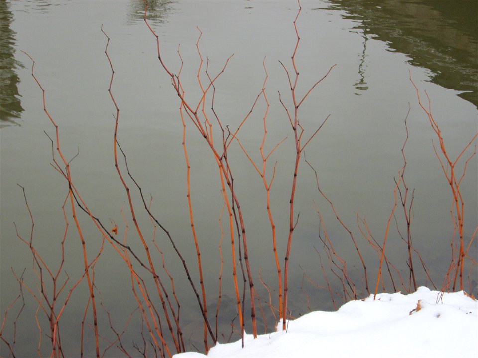 Japanischer Staudenknöterich oder Kamtschatka-Knöterich (Reynoutria japonica) an der Saar in Alt-Saarbrücken bei Neuschnee am 10. Dezember 2017