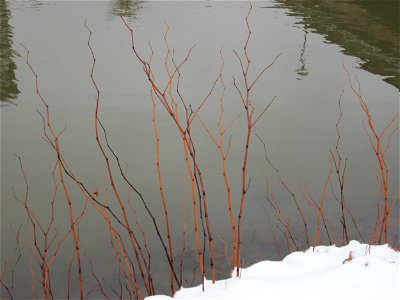 Japanischer Staudenknöterich oder Kamtschatka-Knöterich (Reynoutria japonica) an der Saar in Alt-Saarbrücken bei Neuschnee am 10. Dezember 2017