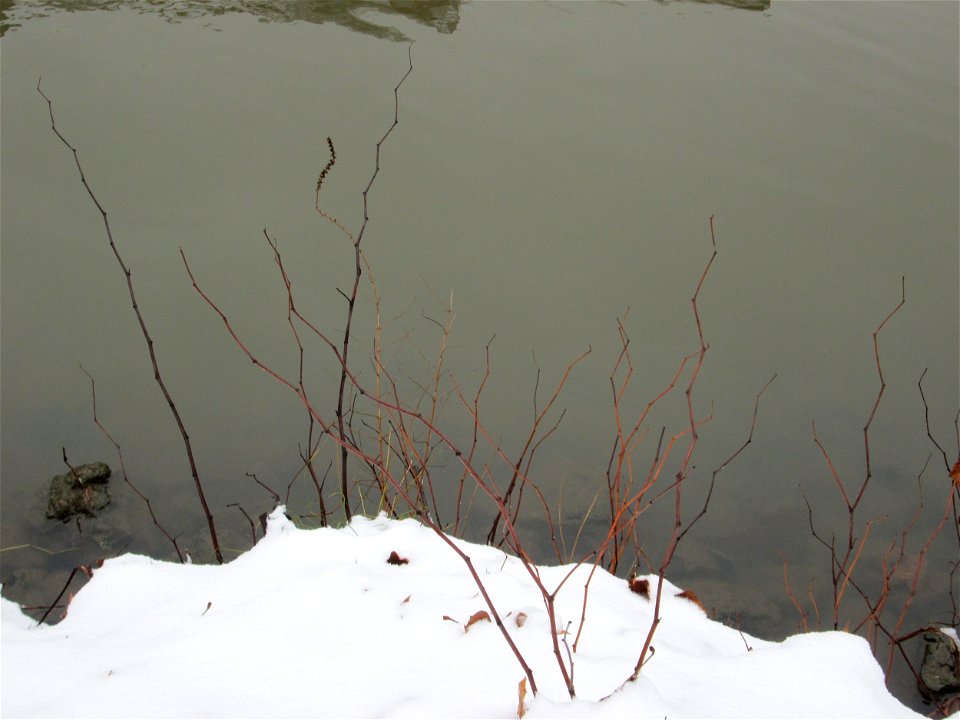 Japanischer Staudenknöterich oder Kamtschatka-Knöterich (Reynoutria japonica) an der Saar in Alt-Saarbrücken bei Neuschnee am 10. Dezember 2017