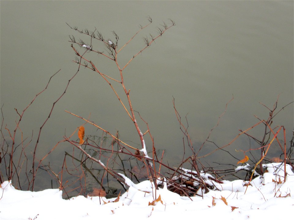 Japanischer Staudenknöterich oder Kamtschatka-Knöterich (Reynoutria japonica) an der Saar in Alt-Saarbrücken bei Neuschnee am 10. Dezember 2017