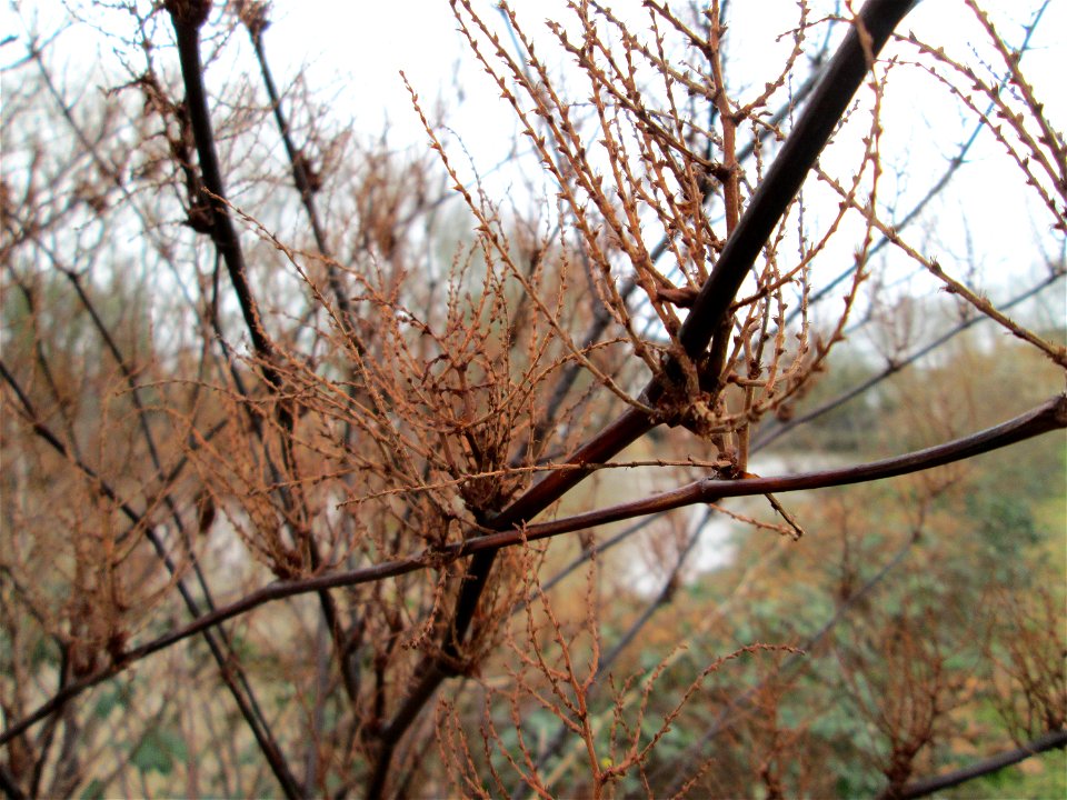 Bastard-Flügelknöterich oder Böhmischer Knöterich (Reynoutria × bohemica) an der Saar in Saarbrücken