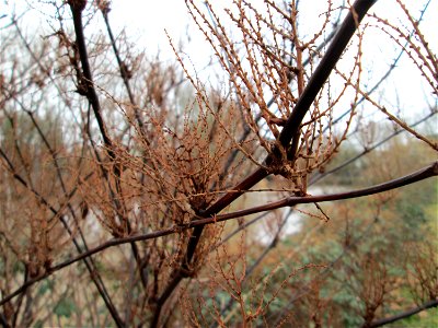 Bastard-Flügelknöterich oder Böhmischer Knöterich (Reynoutria × bohemica) an der Saar in Saarbrücken