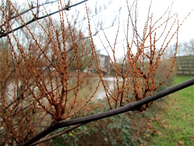 Bastard-Flügelknöterich oder Böhmischer Knöterich (Reynoutria × bohemica) an der Saar in Saarbrücken