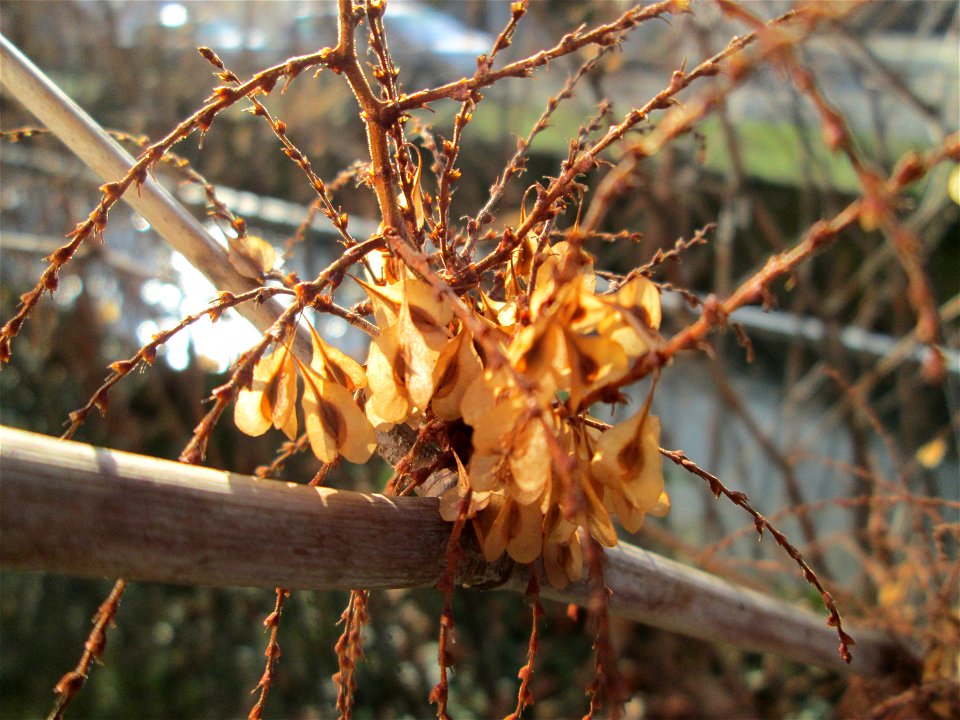 Japanischer Staudenknöterich oder Kamtschatka-Knöterich (Reynoutria japonica) am Kraichbach in Hockenheim - eingeschleppt aus Ostasien