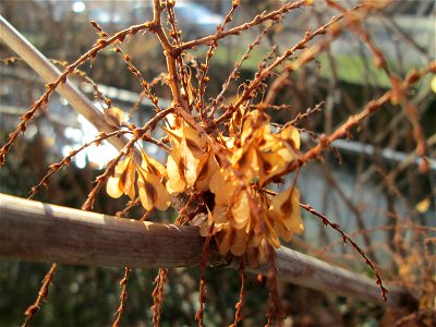 Japanischer Staudenknöterich oder Kamtschatka-Knöterich (Reynoutria japonica) am Kraichbach in Hockenheim - eingeschleppt aus Ostasien