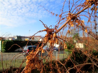 Japanischer Staudenknöterich oder Kamtschatka-Knöterich (Reynoutria japonica) am Kraichbach in Hockenheim - eingeschleppt aus Ostasien