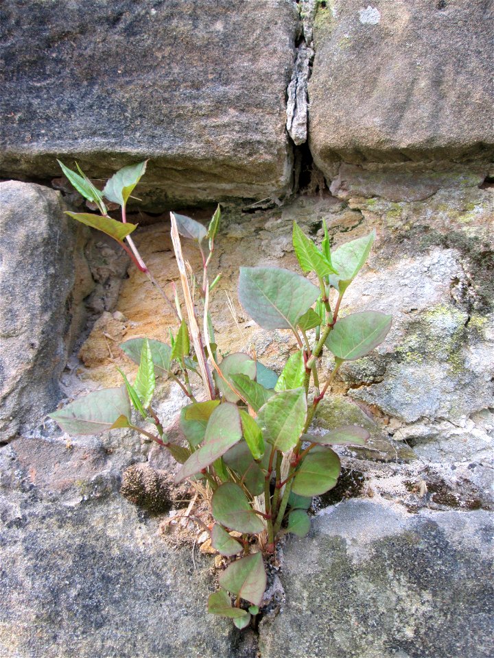 Ritzenbotanik: Japanischer Staudenknöterich (Reynoutria japonica) an der Stadtmauer von Sankt Johann