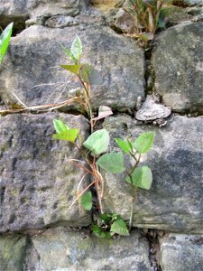 Ritzenbotanik: Japanischer Staudenknöterich (Reynoutria japonica) an der Stadtmauer von Sankt Johann