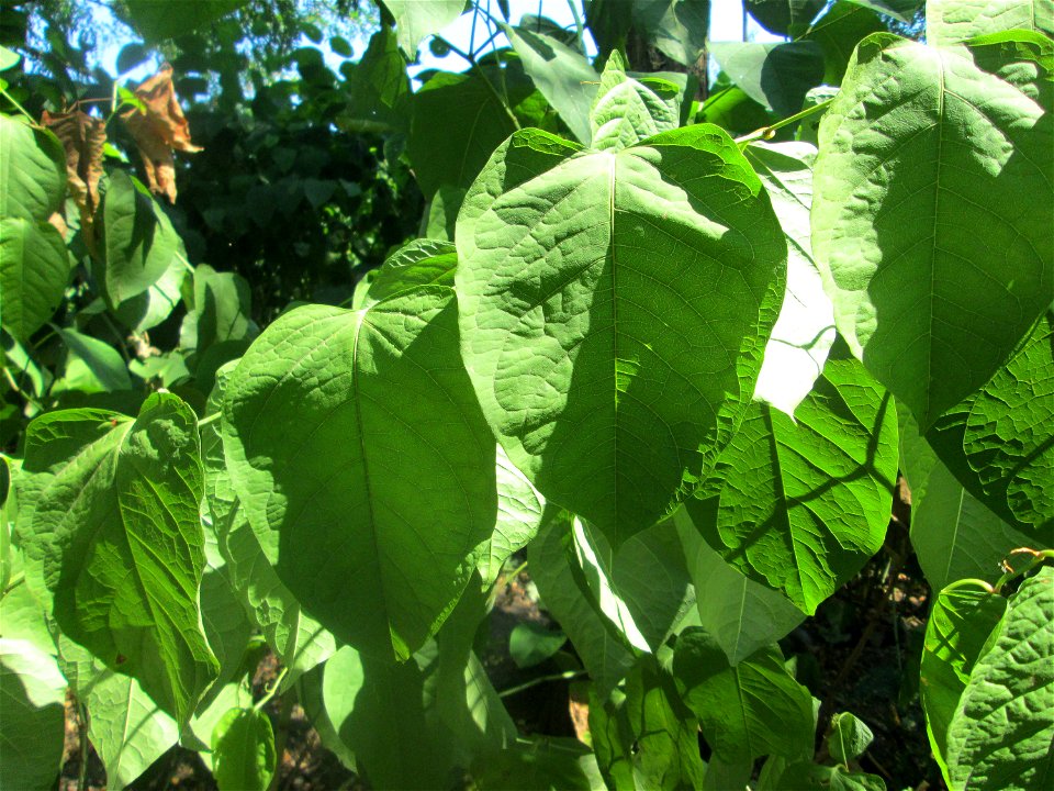 Japanischer Staudenknöterich oder Kamtschatka-Knöterich (Reynoutria japonica) auf dem Trümmerfeld im Bürgerpark Saarbrücken