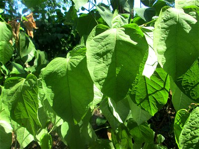 Japanischer Staudenknöterich oder Kamtschatka-Knöterich (Reynoutria japonica) auf dem Trümmerfeld im Bürgerpark Saarbrücken
