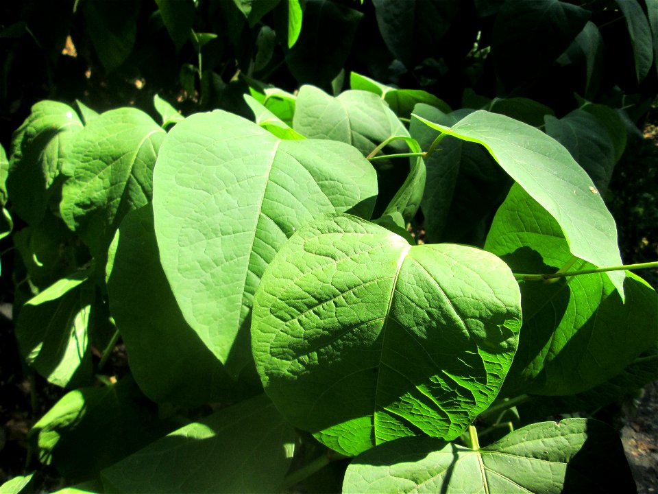 Japanischer Staudenknöterich oder Kamtschatka-Knöterich (Reynoutria japonica) auf dem Trümmerfeld im Bürgerpark Saarbrücken