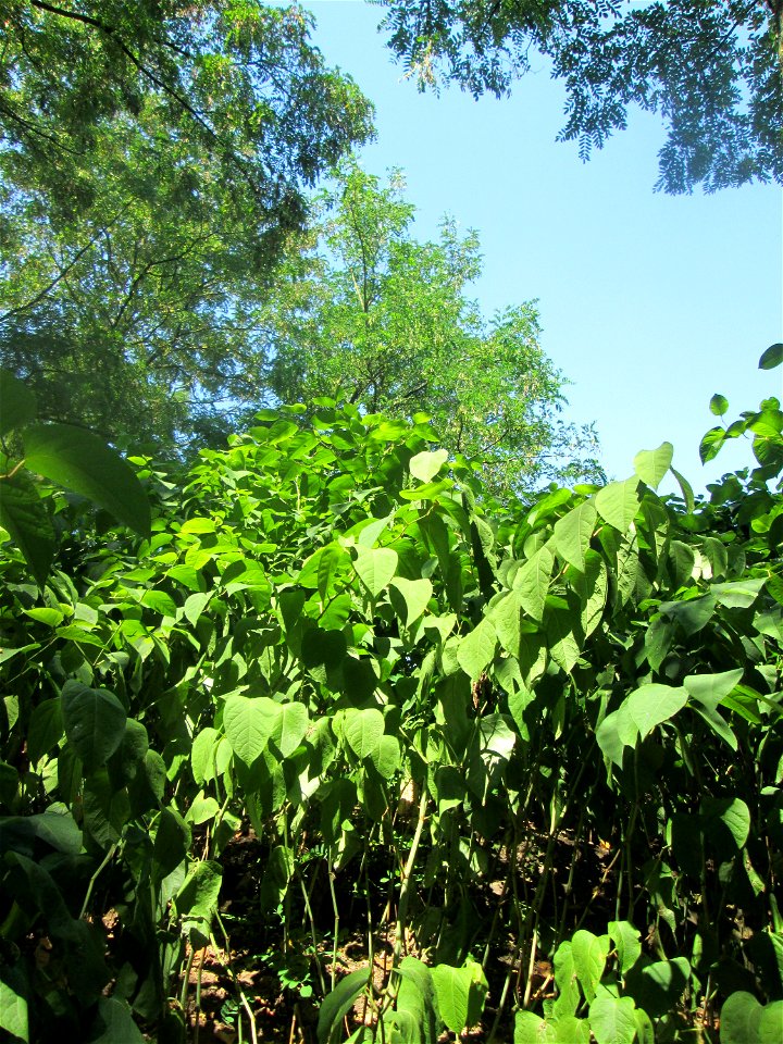 Japanischer Staudenknöterich oder Kamtschatka-Knöterich (Reynoutria japonica) auf dem Trümmerfeld im Bürgerpark Saarbrücken