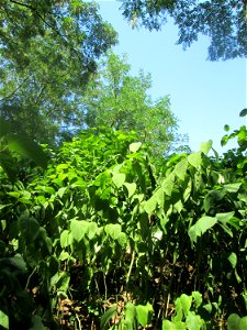 Japanischer Staudenknöterich oder Kamtschatka-Knöterich (Reynoutria japonica) auf dem Trümmerfeld im Bürgerpark Saarbrücken