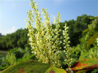 Bastard-Flügelknöterich oder Böhmischer Knöterich (Reynoutria × bohemica) an der Saar in Saarbrücken