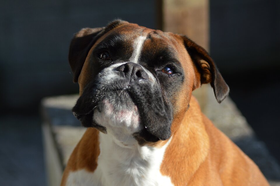 Dog pet royalty free