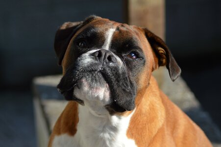 Dog pet royalty free