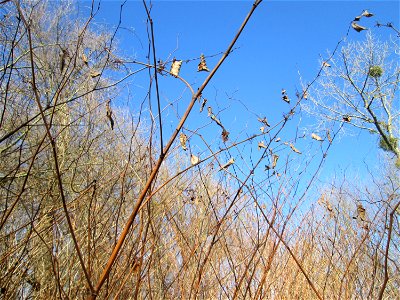 Japanischer Staudenknöterich oder Kamtschatka-Knöterich (Reynoutria japonica) invasiv im Naturschutzgebiet „Reißinsel“ im Waldpark Mannheim
