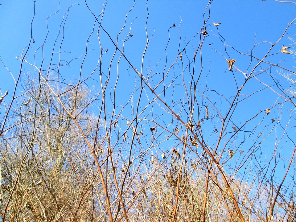 Japanischer Staudenknöterich oder Kamtschatka-Knöterich (Reynoutria japonica) invasiv im Naturschutzgebiet „Reißinsel“ im Waldpark Mannheim