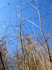 Japanischer Staudenknöterich oder Kamtschatka-Knöterich (Reynoutria japonica) invasiv im Naturschutzgebiet „Reißinsel“ im Waldpark Mannheim