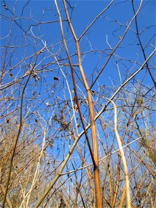 Japanischer Staudenknöterich oder Kamtschatka-Knöterich (Reynoutria japonica) invasiv im Naturschutzgebiet „Reißinsel“ im Waldpark Mannheim