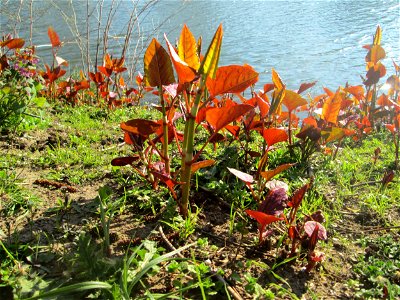 Bastard-Flügelknöterich oder Böhmischer Knöterich (Reynoutria × bohemica) an der Saar in Saarbrücken
