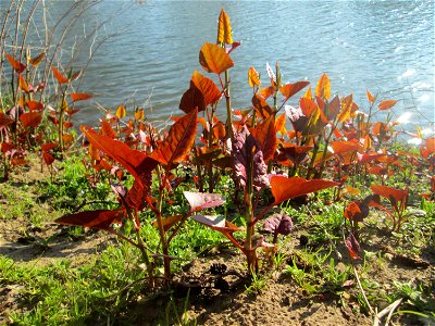Bastard-Flügelknöterich oder Böhmischer Knöterich (Reynoutria × bohemica) an der Saar in Saarbrücken