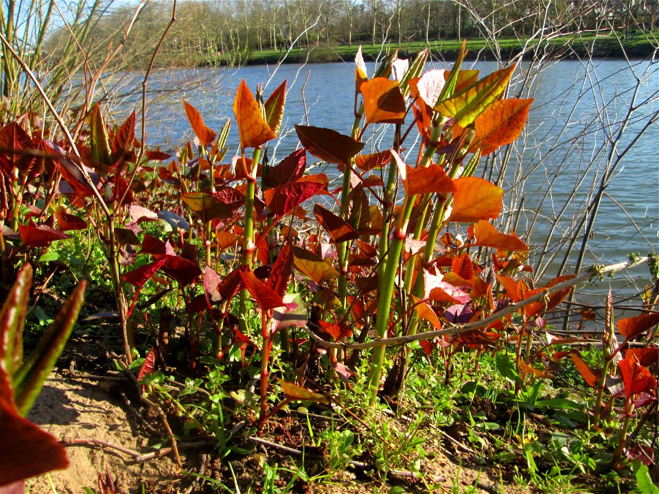 Bastard-Flügelknöterich oder Böhmischer Knöterich (Reynoutria × bohemica) an der Saar in Saarbrücken