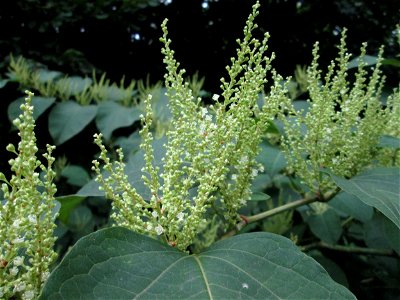 Bastard-Flügelknöterich oder Böhmischer Knöterich (Reynoutria × bohemica) im Deutschmühlental in Alt-Saarbrücken