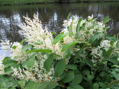 Bastard-Flügelknöterich oder Böhmischer Knöterich (Reynoutria × bohemica) invasiv an der Saar in Saarbrücken