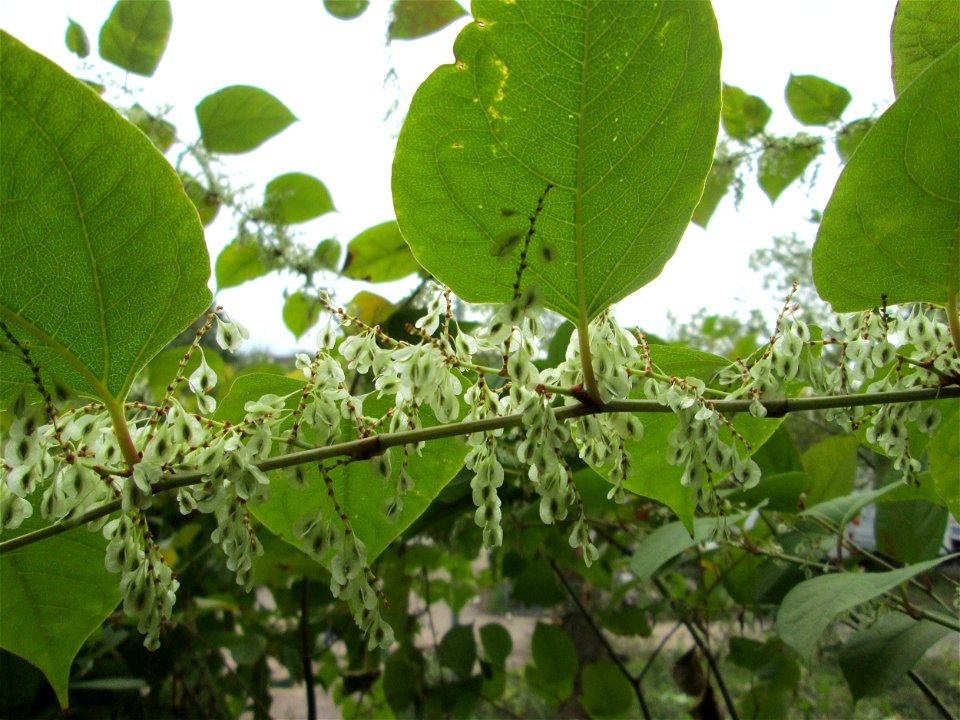 Bastard-Flügelknöterich oder Böhmischer Knöterich (Reynoutria × bohemica) invasiv am Bahndamm in Saarbrücken